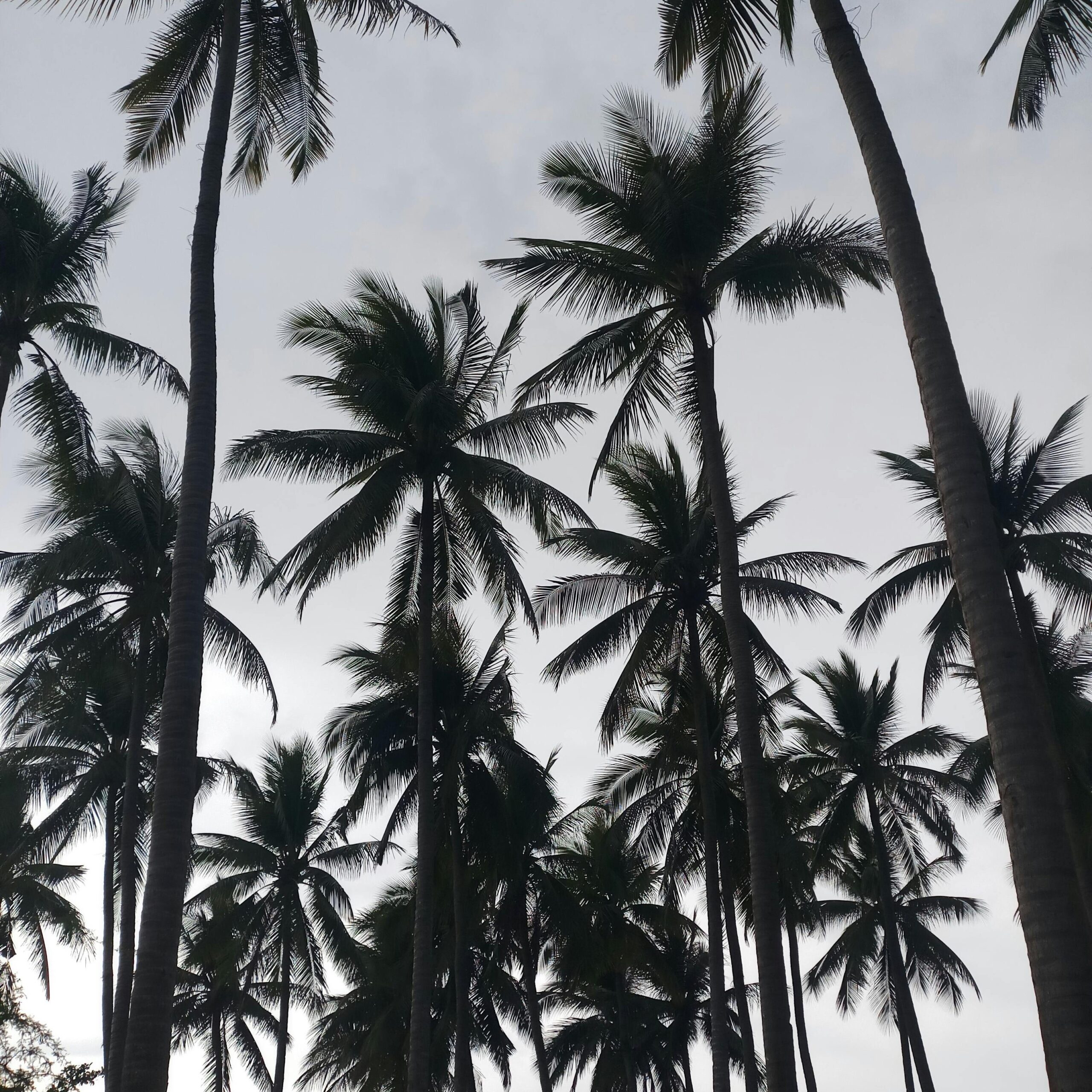Silhouetted coconut palm trees reaching skyward, evoking a tropical, vacation vibe.